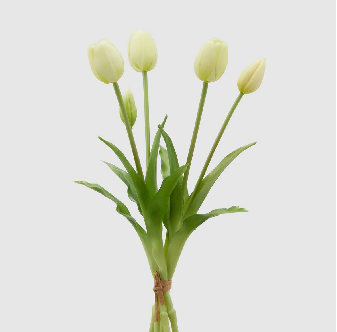 EDG Tulipani Olis