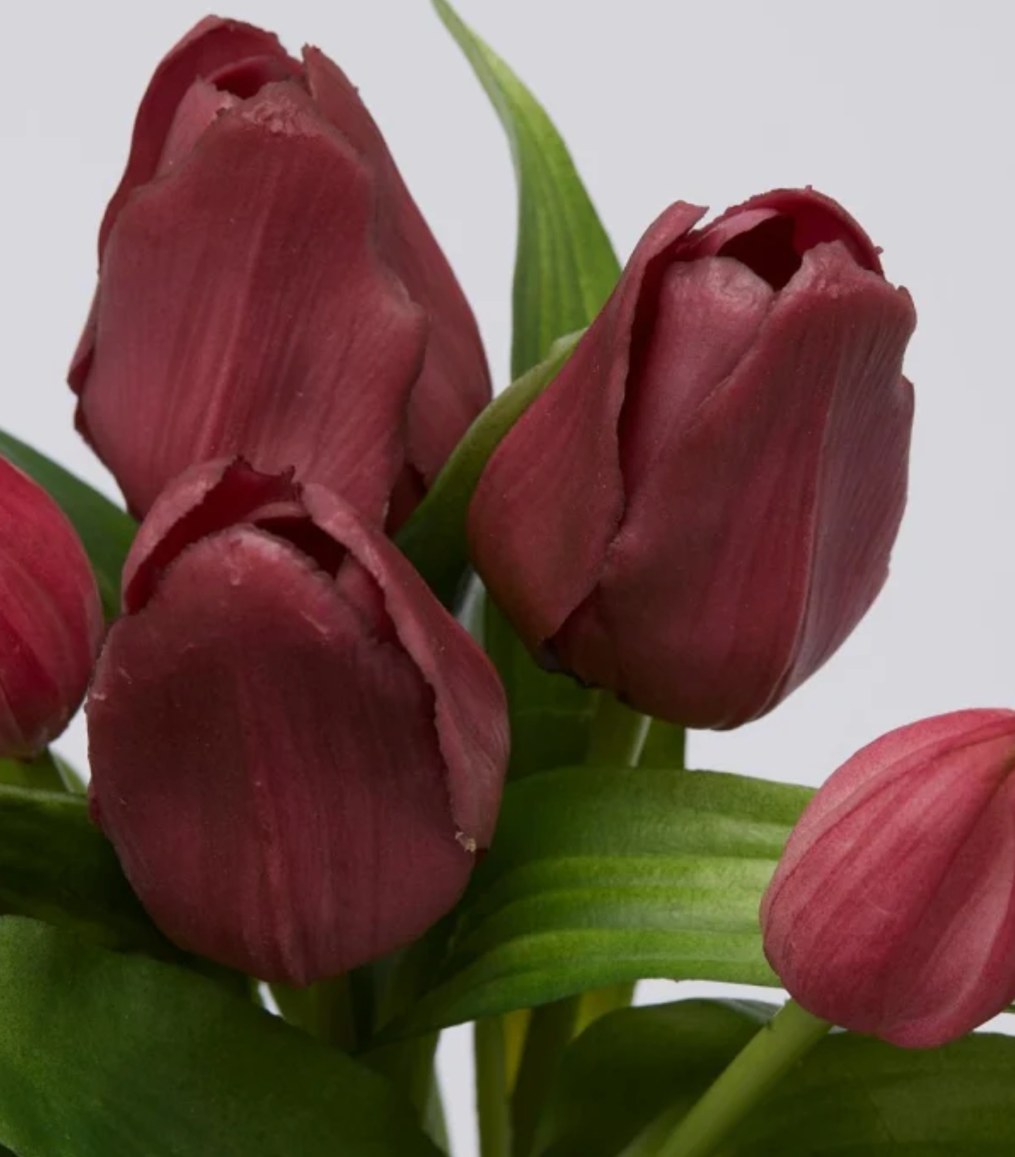 EDG Tulipani