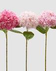 EDG Ortensia grande