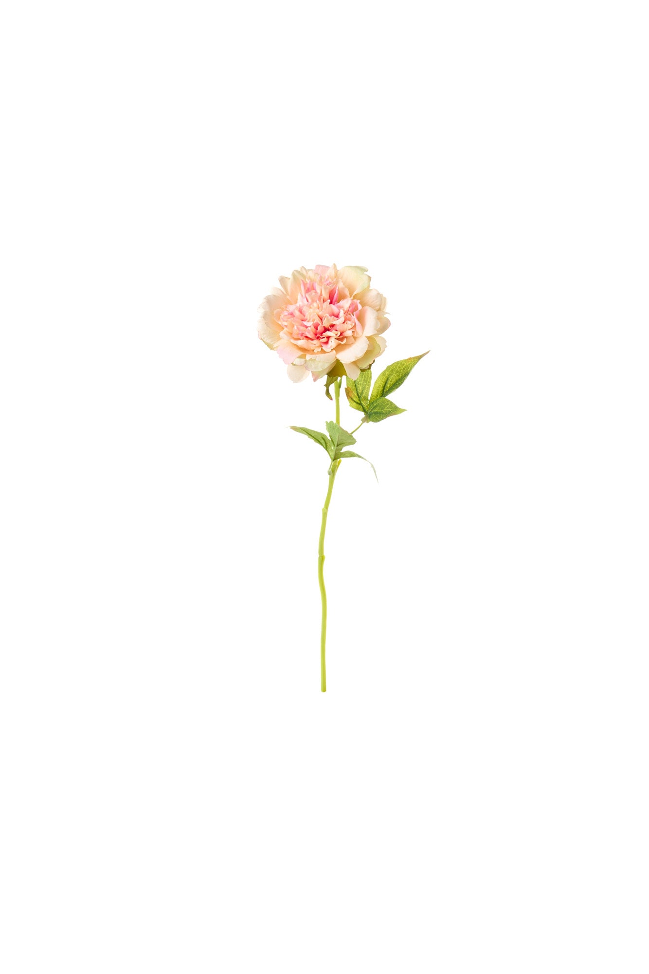 Nuvole di Stoffa - Peonia Crema e Rosa