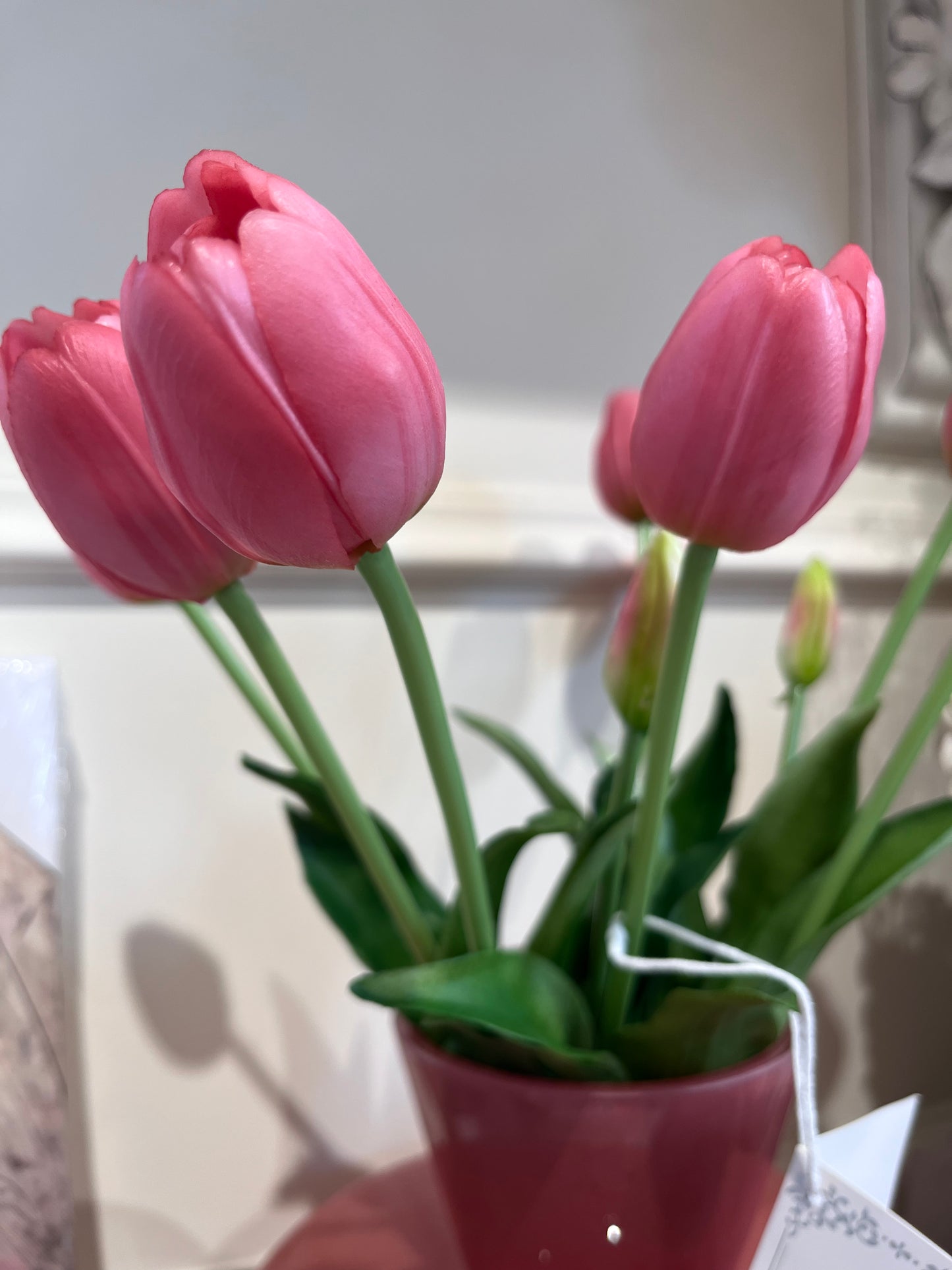 EDG Tulipani Olis