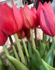 EDG Tulipani Olis Assortiti