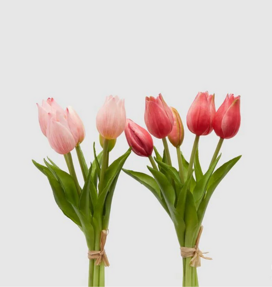 EDG Tulipani Olis Assortiti