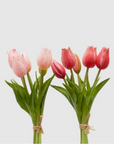 EDG Tulipani Olis Assortiti