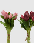 EDG Tulipani Olis assortiti