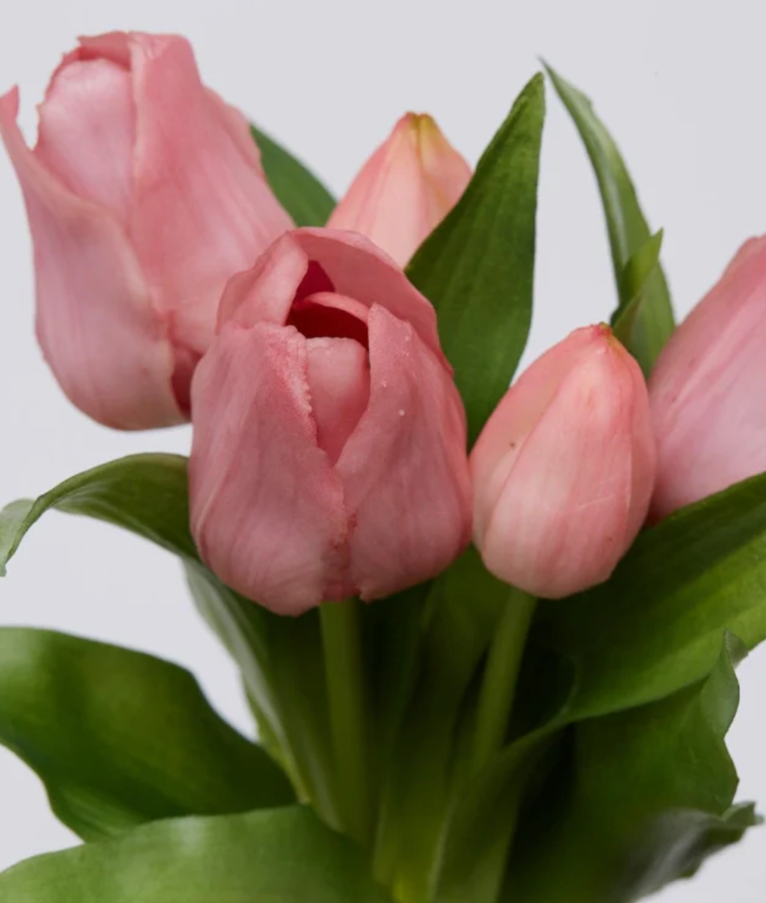 EDG Tulipani Olis assortiti