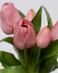EDG Tulipani Olis assortiti