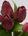 EDG Tulipani Olis assortiti