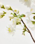 EDG - Ramo di Ciliegio Bianco